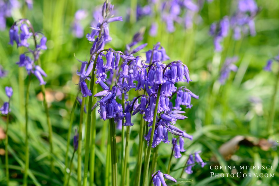 bluebells