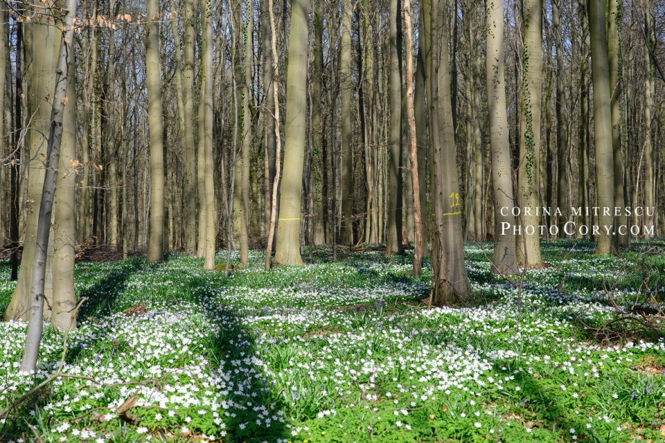 hallerbos april