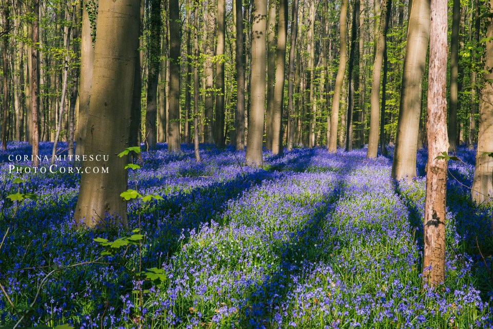 hallerbos belgium blue forest