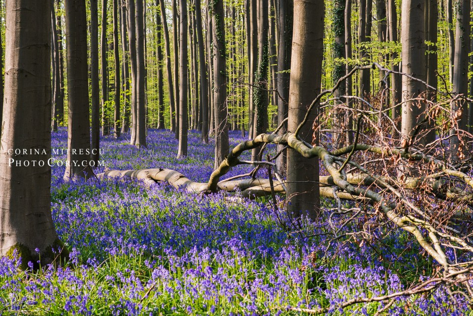 hallerbos blue forest in belgium with bluebells
