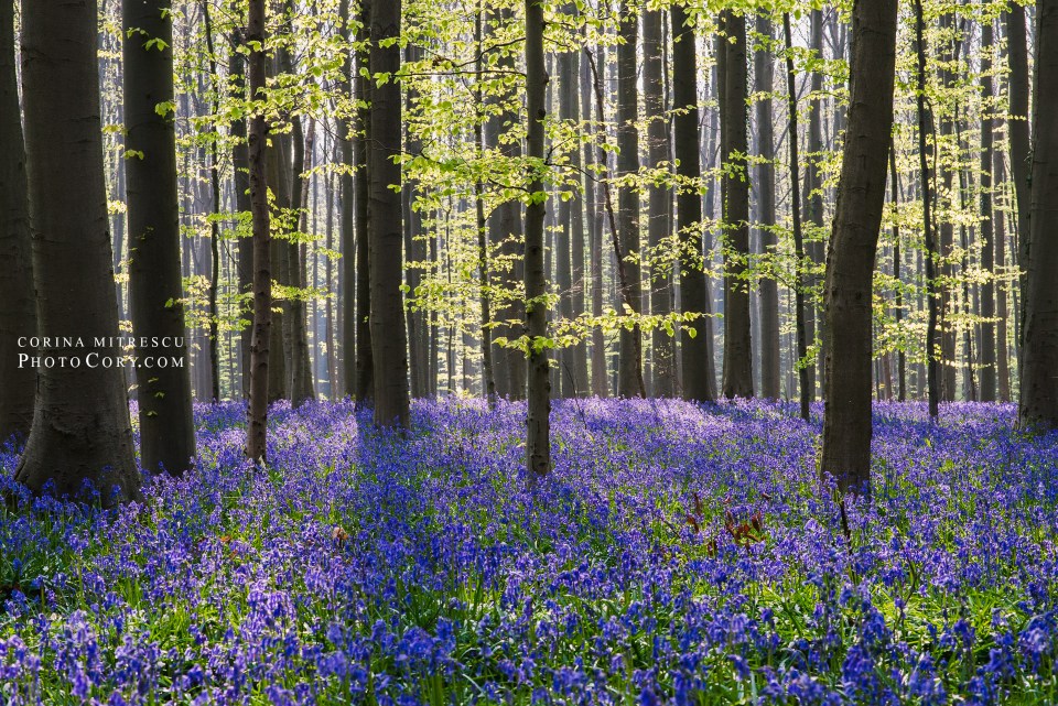 hallerbos bluebells photo sun