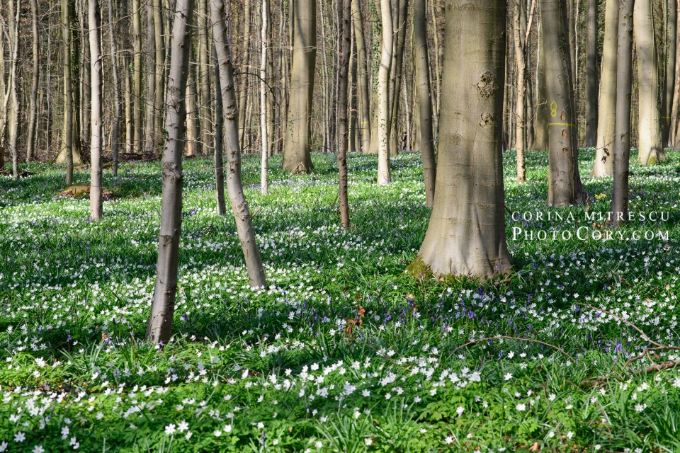 hallerbos forest belgium anemone in april