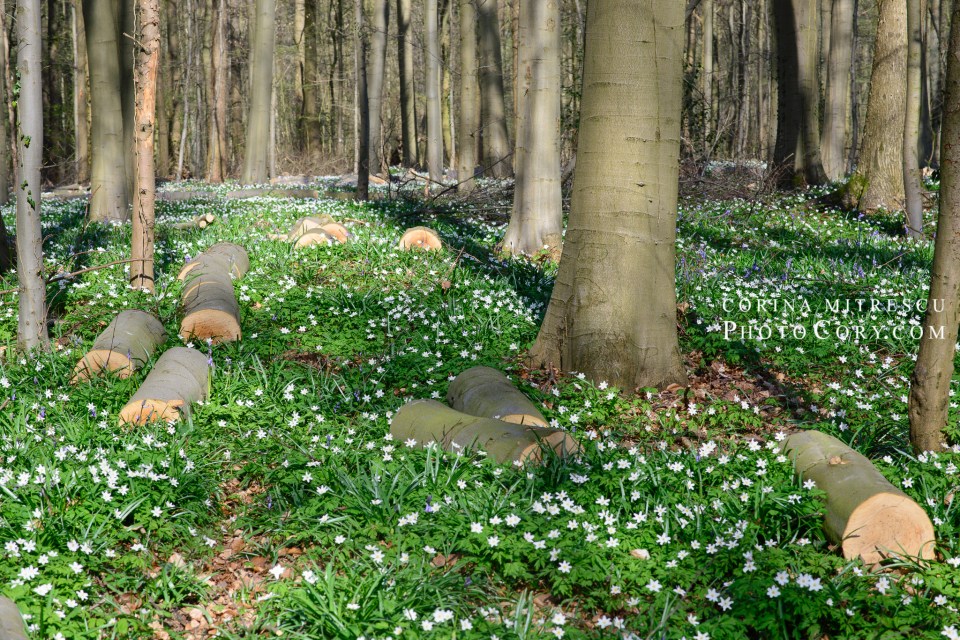 hallerbos forest flowers