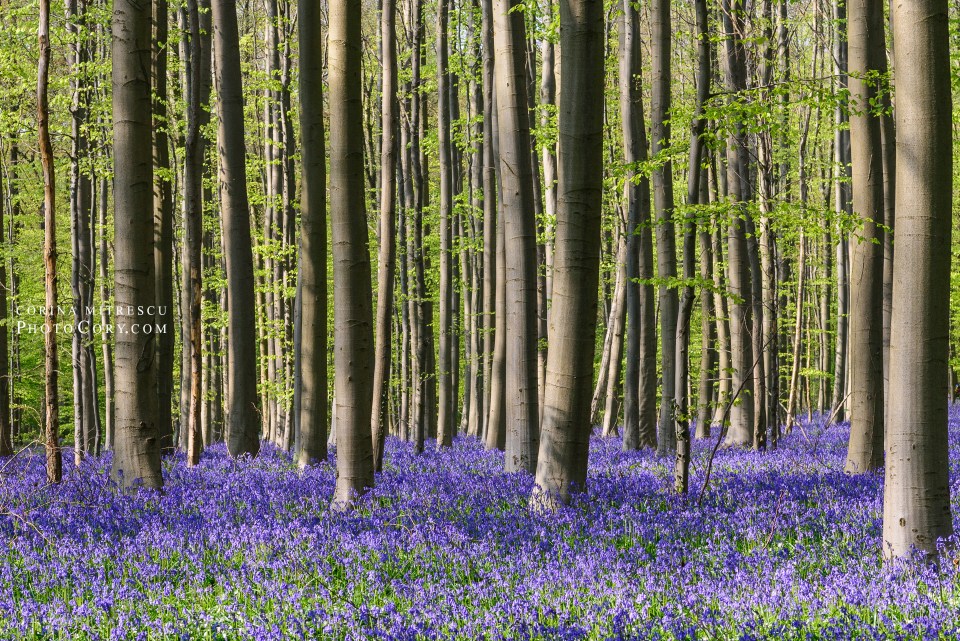 padurea albastra belgia
