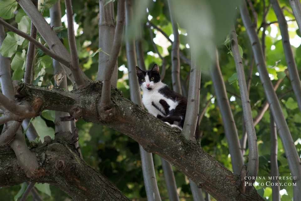 cat in tree