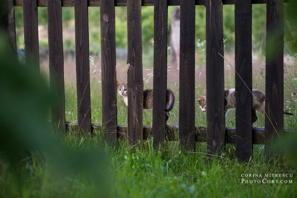 cats fence