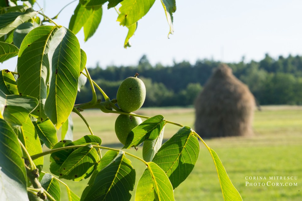 nuci si capita de fan in chiscau apuseni