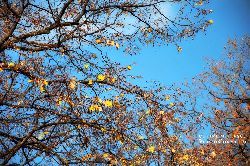 autumn sky