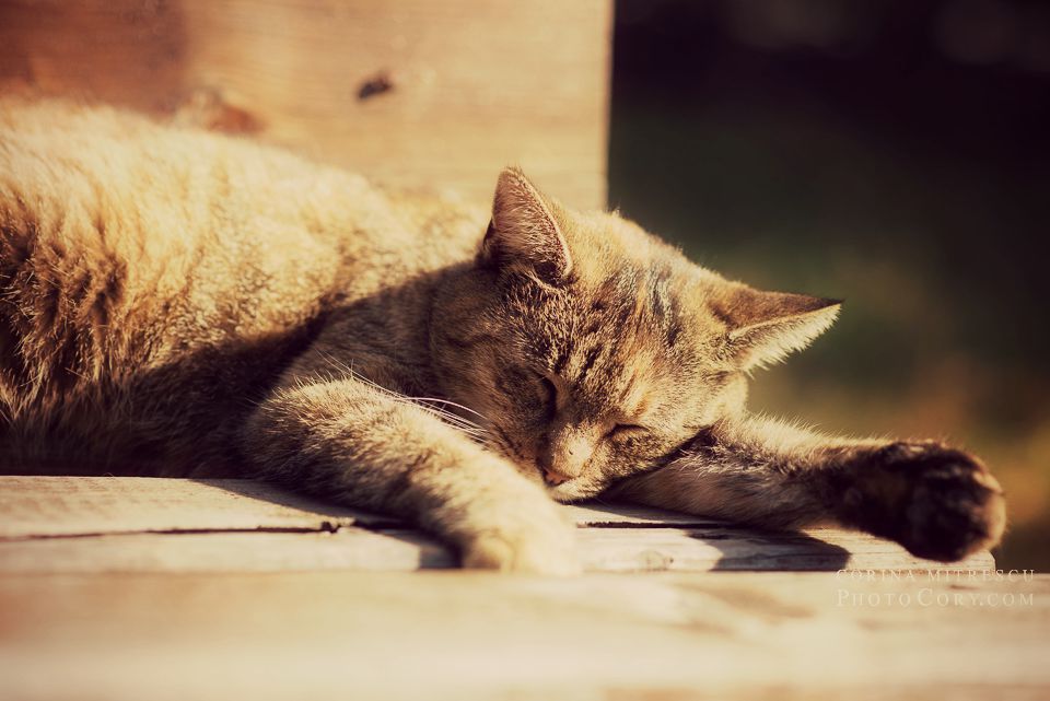 cat autumn sun