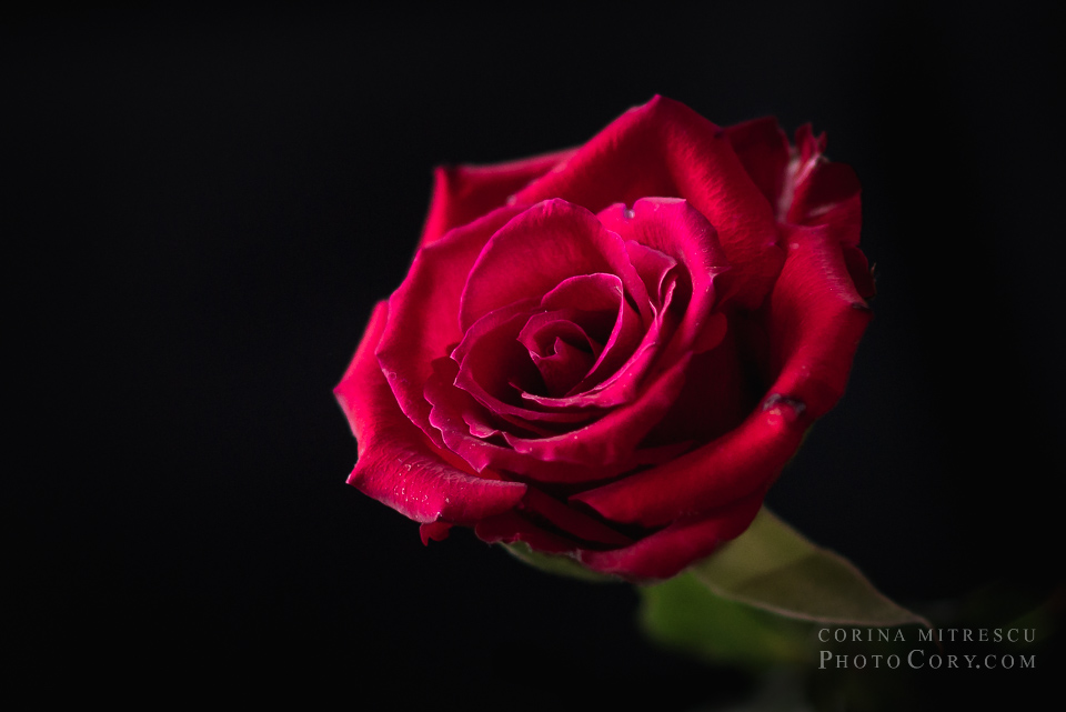 desktop red rose