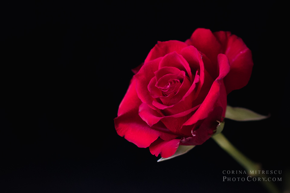 trandafir rosu desktop background