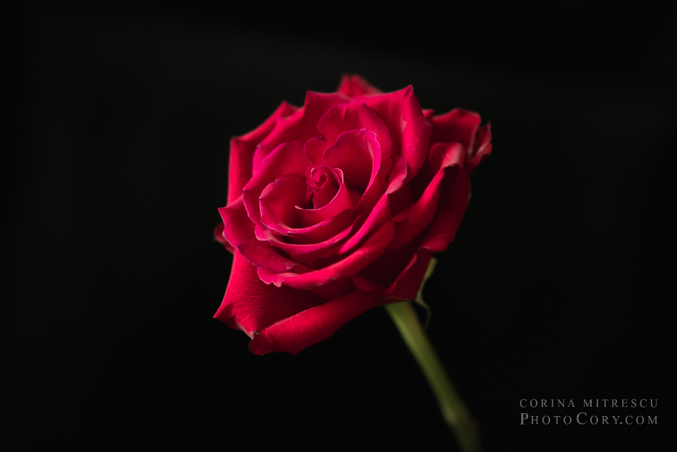 trandafir rosu fundal negru