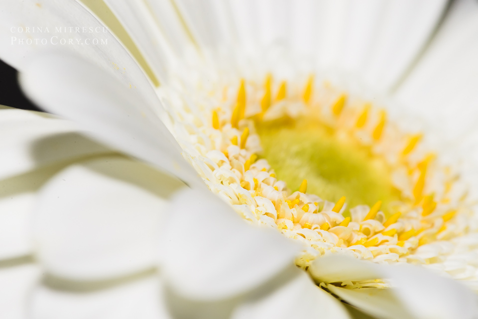 gerbera alba macro