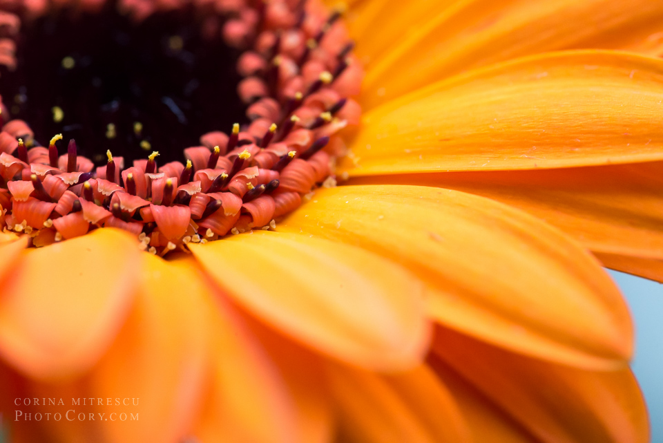 gerbera macro
