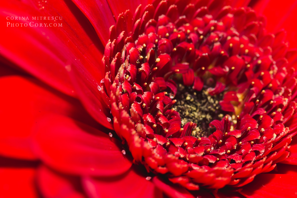 gerbera rosie macro