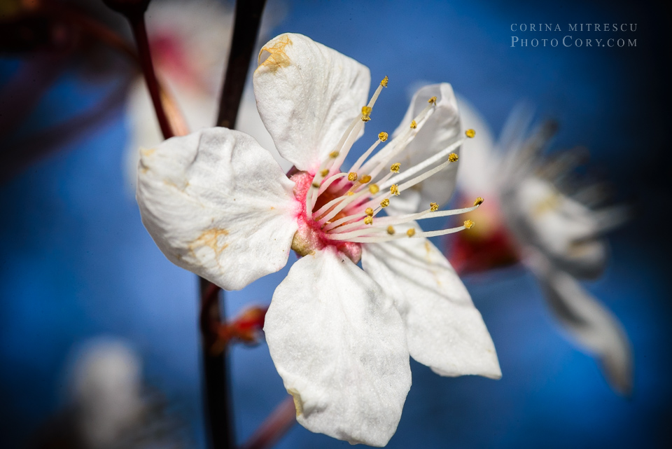 macro floare cer albastru