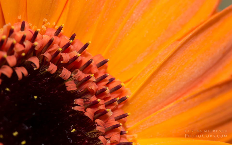 oramge macro gerbera