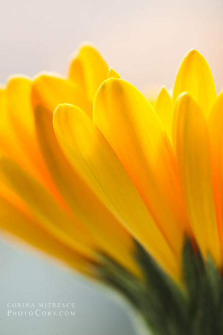 petale gerbera galbena fotografie macro