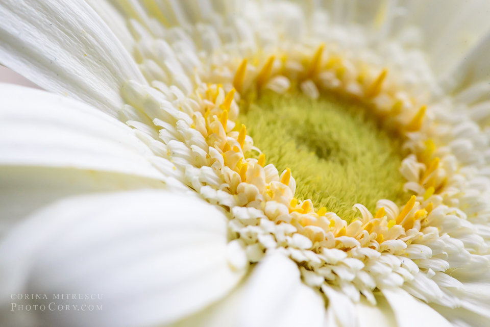 white gerbera macro