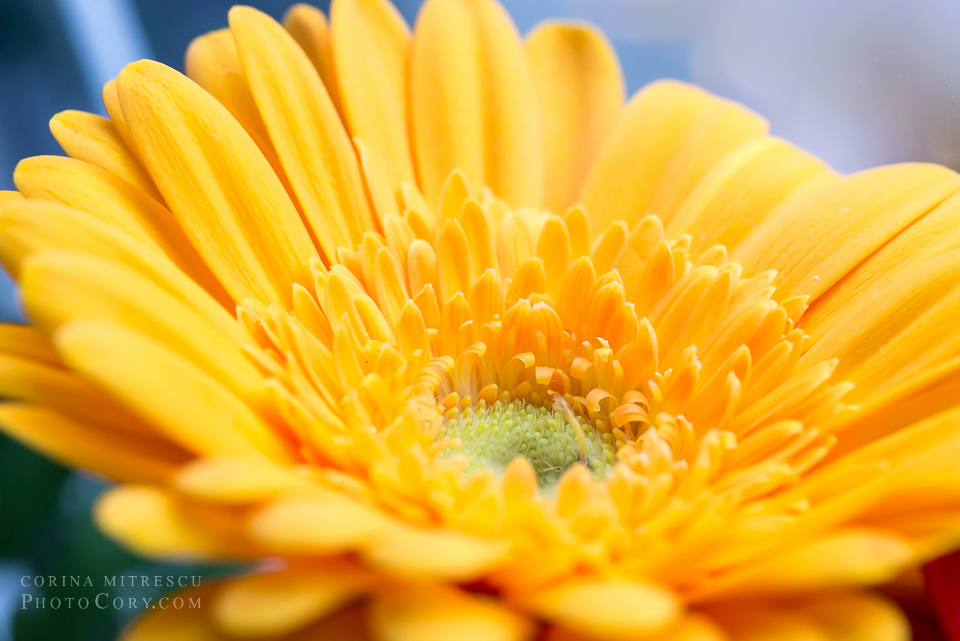 yellow gerbera