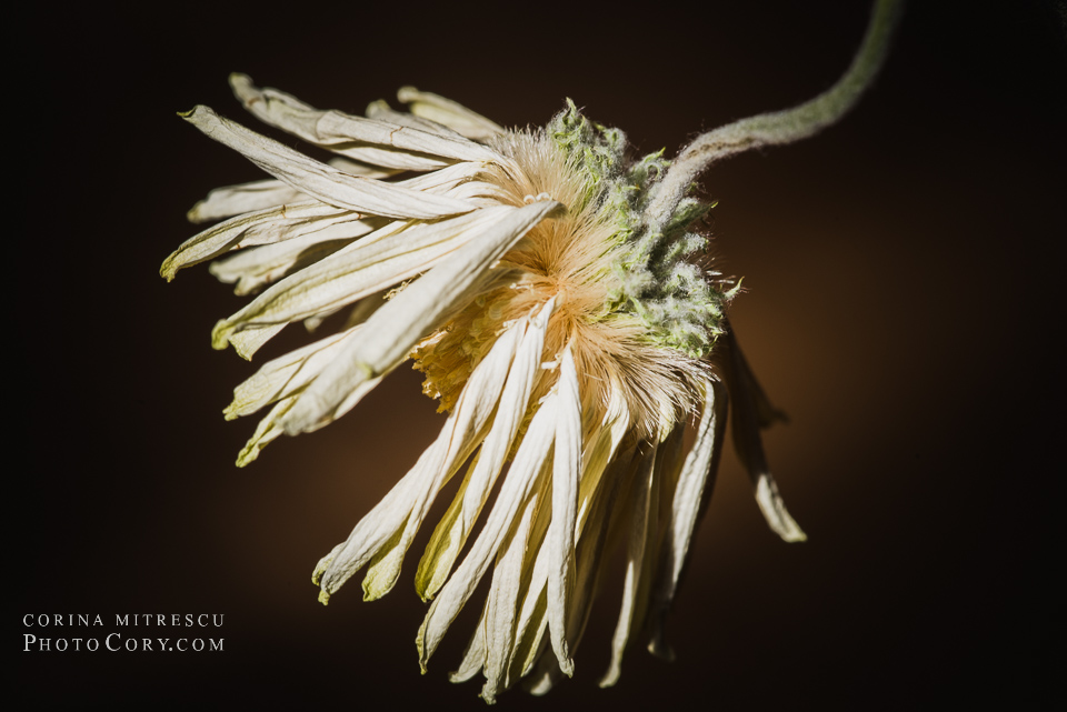 dead flower macro