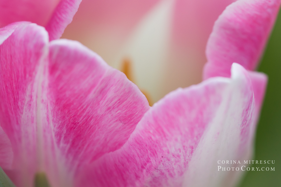 macro tulip petals