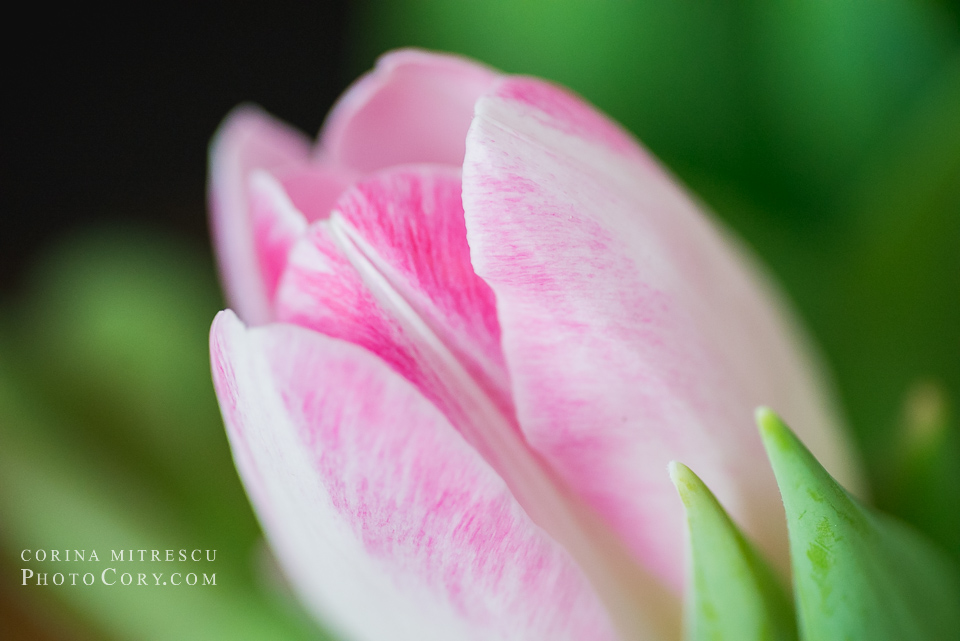 macro tulip