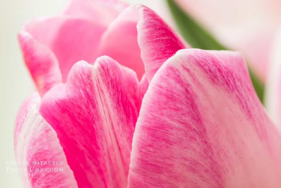 macro with tokina for nikon sample