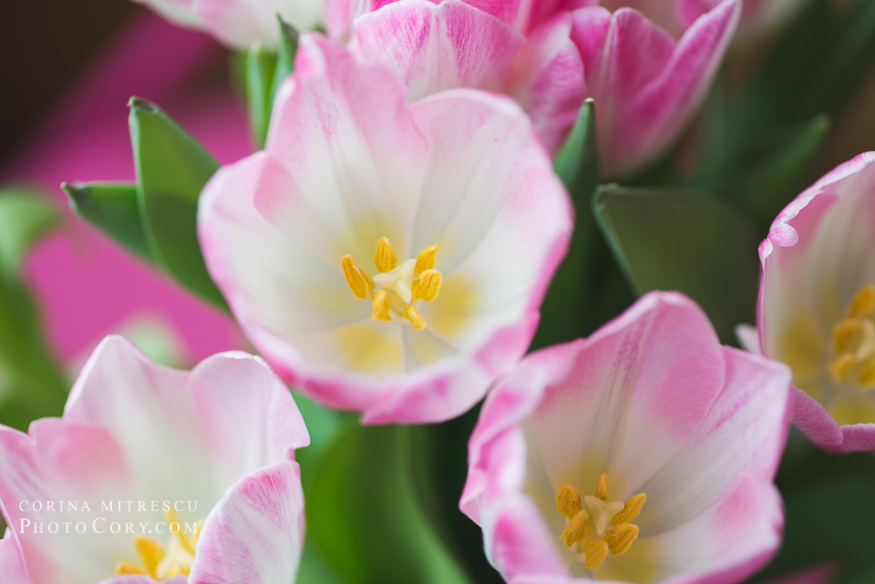 opened tulips