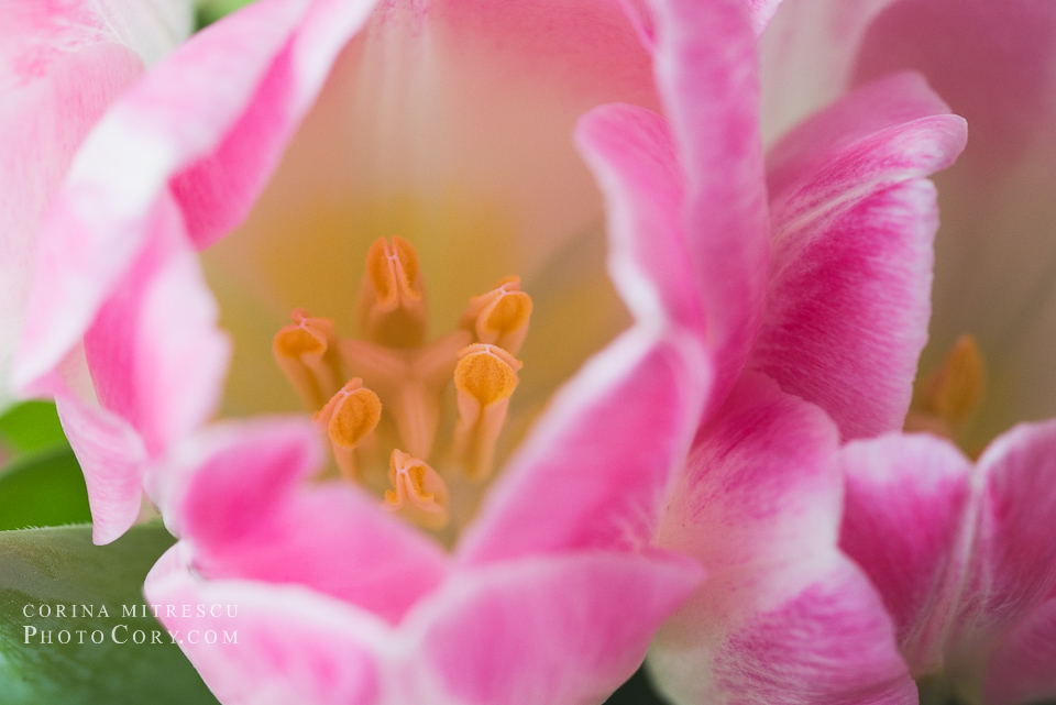 pink petals tulip macro