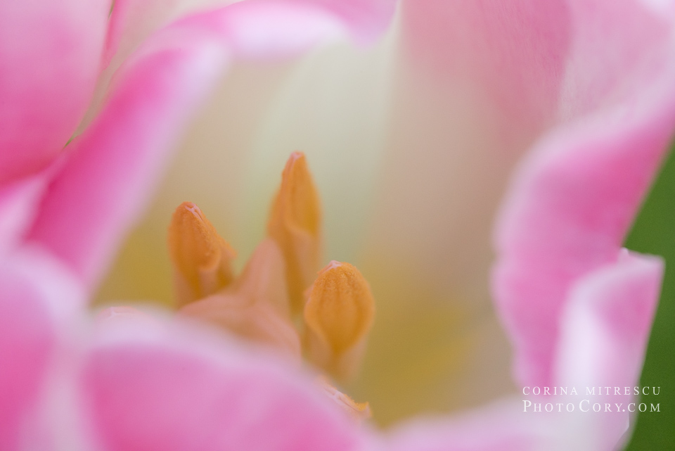 pink tulip delicate