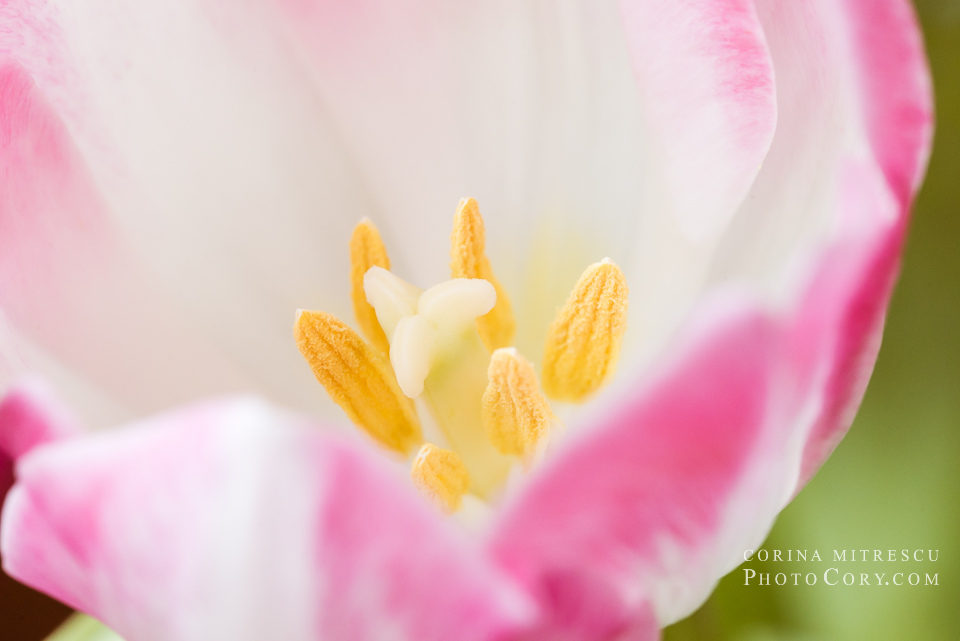 pink tulip macro (2)