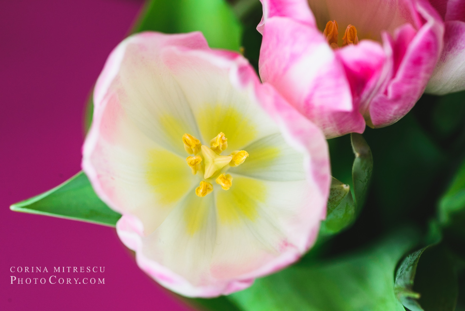 pink tulip macro
