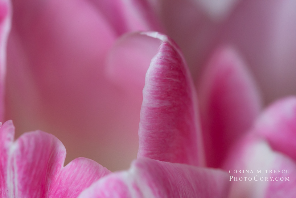 pink tulip petals