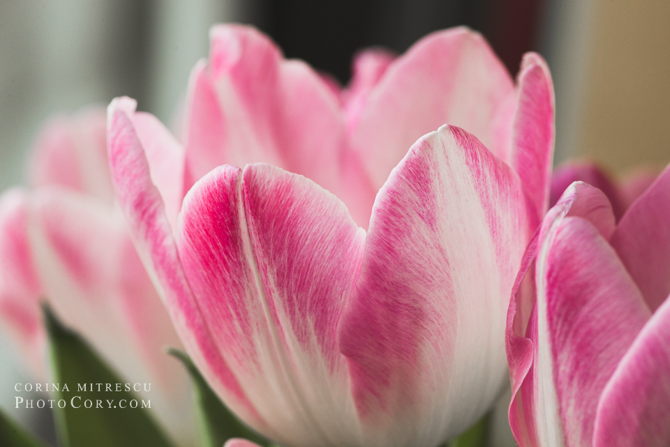 romantic pink tulips