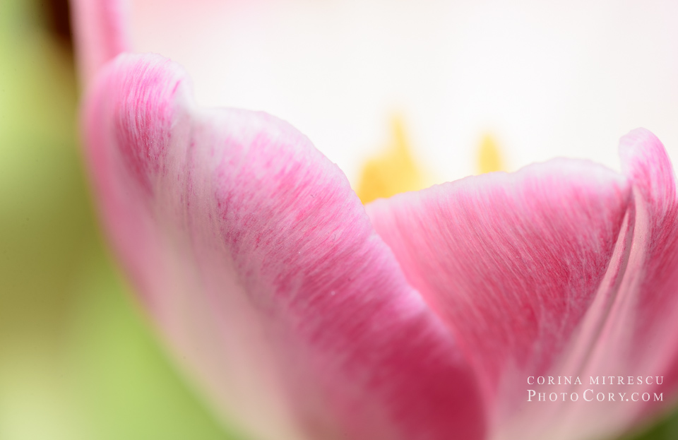 the pink petals of a tulip