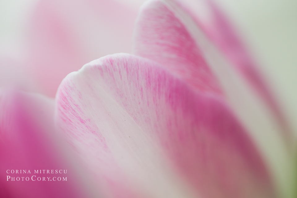 tokina micro for nikon sample photo (2)