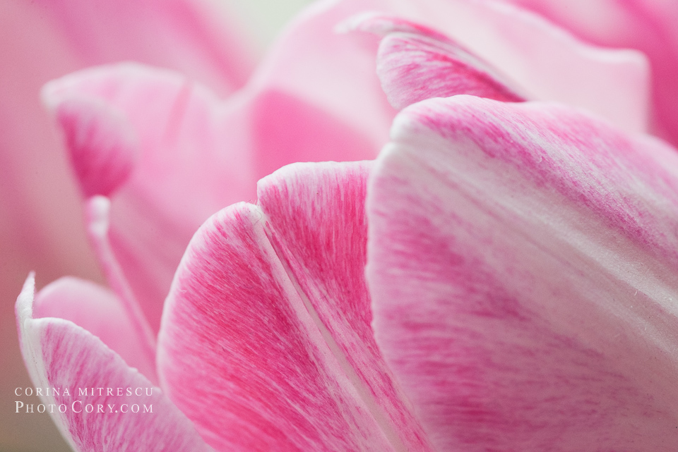 tokina micro for nikon sample photo