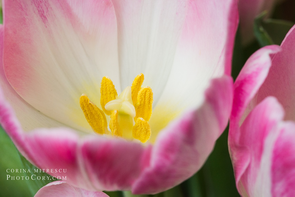 tulip inside macro