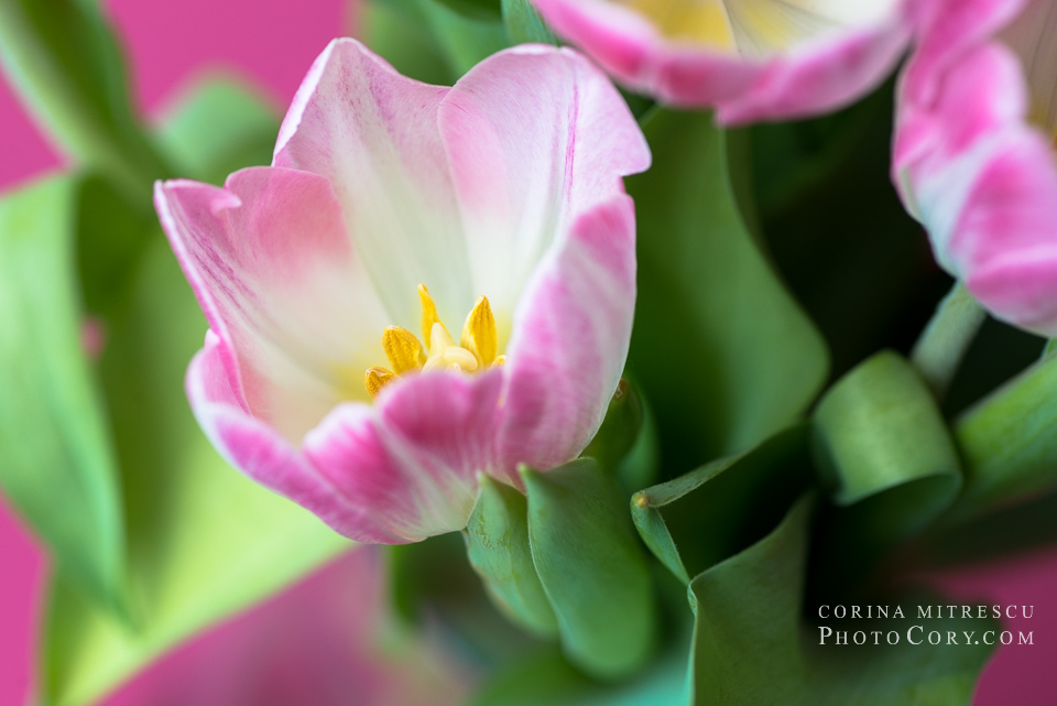 tulips macro (2)