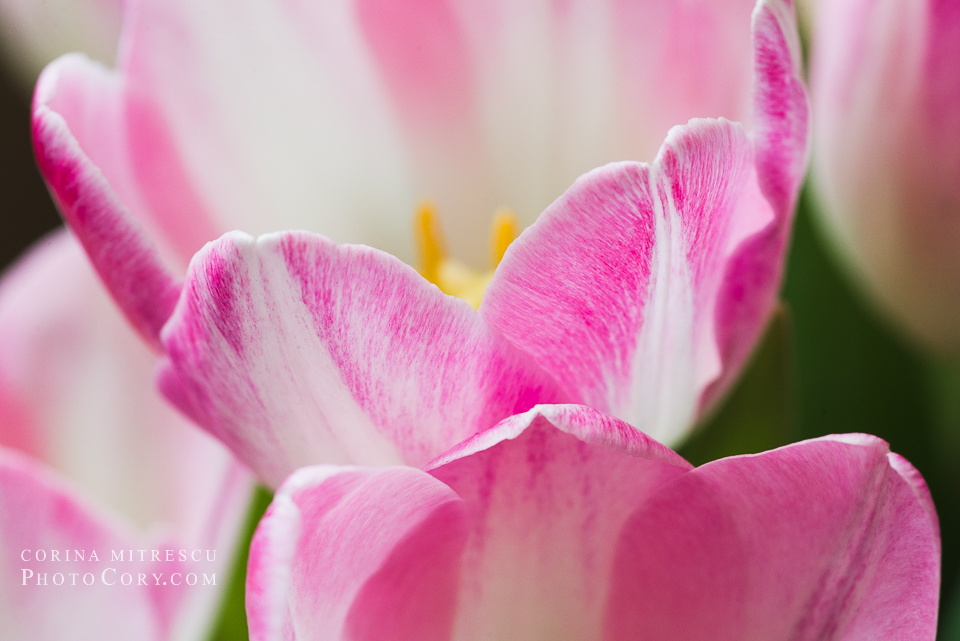 tulips macro tokina nikon