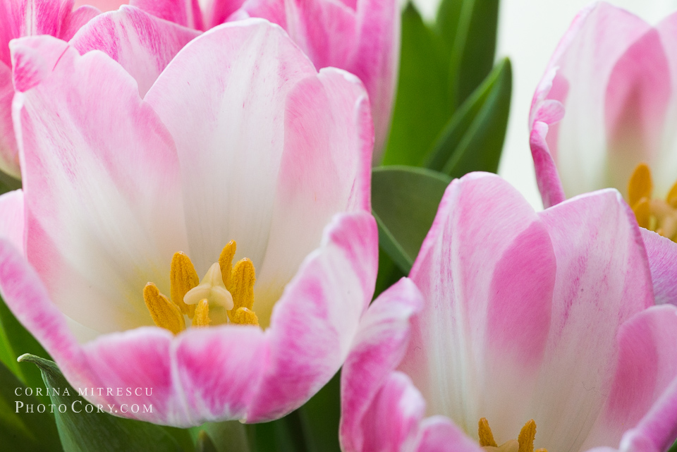 tulips pink and white