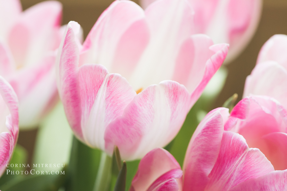 tulips shot with macro lens