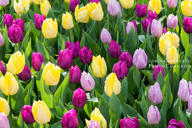 colored tulips holland