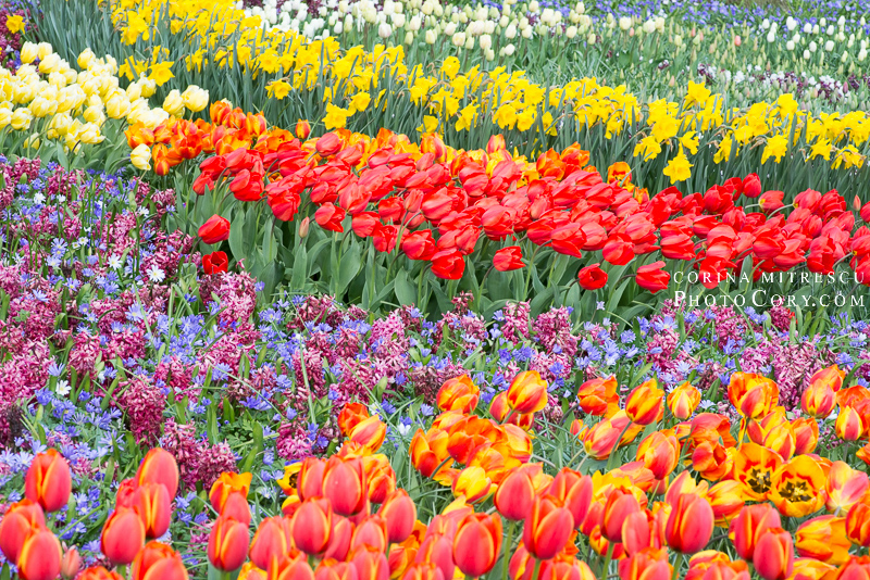 many tulips netherlands