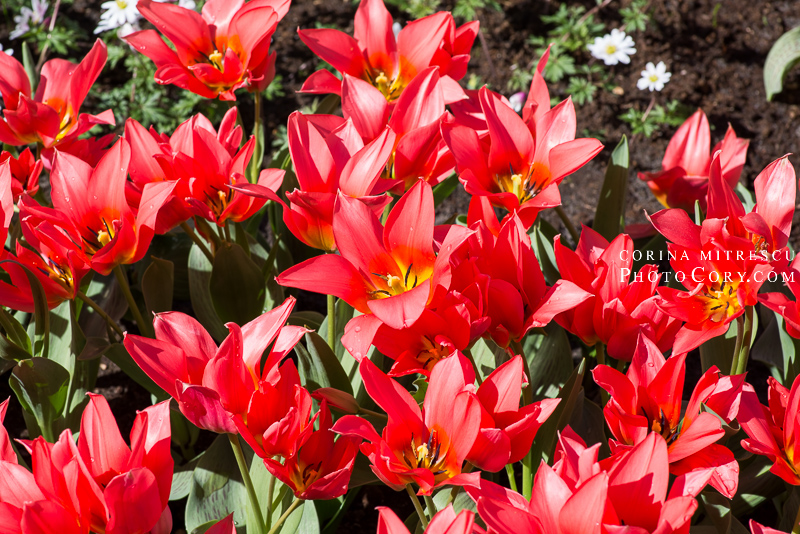 red tulips holland