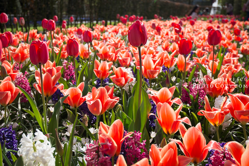 tulpis keukenhof netherlands