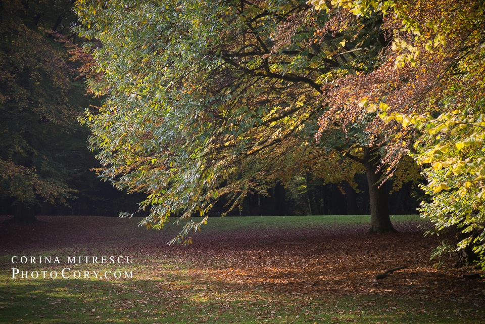 autumn-bois-de-la-cambre-brussels