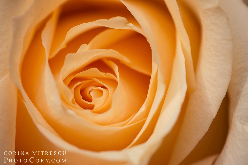 macro-trandafir-galben